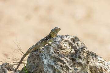 A large wild lizard on a rock.