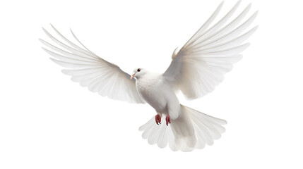 Dove isolated on a transparent background. White pigeon in white background.