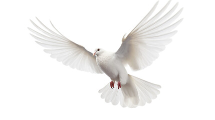 Fototapeta premium Dove isolated on a transparent background. White pigeon in white background.
