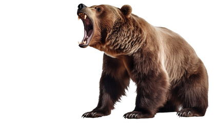 Bear isolated on a transparent background. Grizzly bear - obrazy, fototapety, plakaty