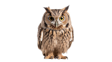 Owl isolated on a transparent background.