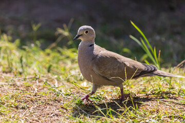 Gray dove bird on a green meadow.