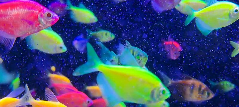 colorful fish swimming in dark background aquarium