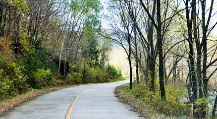 Curved road with trees and grass on roadside