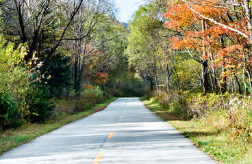 Straight road through the deep forest