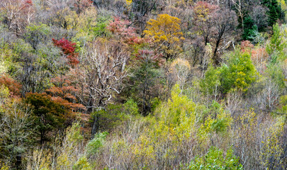 Colorful autumn trees in China