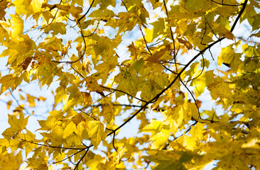 Yellow autumn maple leaves for background