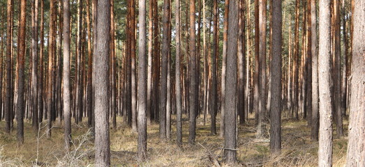 Fototapeta na wymiar A spruce forest in the sunlight as a background