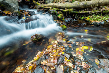 Autumn leaves on the flowing stream