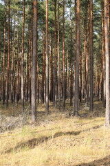A spruce forest in the sunlight as a background