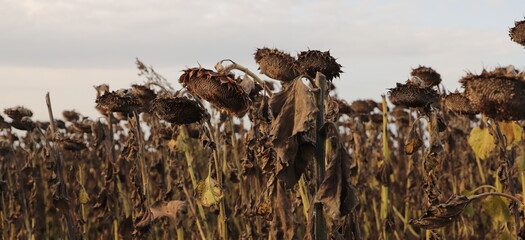 a field with faded sunflowers