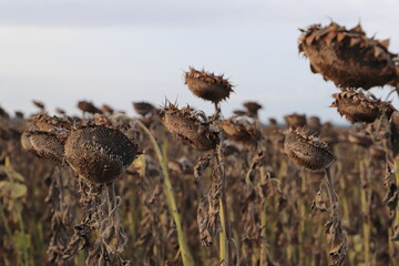 a field with faded sunflowers