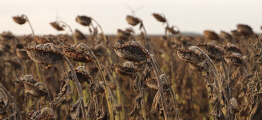 a field with faded sunflowers