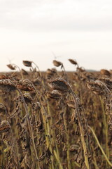 a field with faded sunflowers