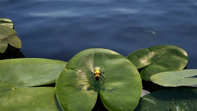 A close-up view of a bee flying up and down repeatedly on a lily pad.