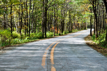 Empty road in the forest