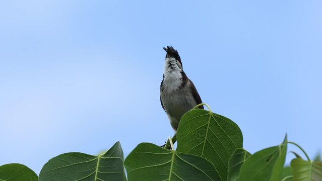 Birds: Red-whiskered bulbul (Pycnonotus jocosus)