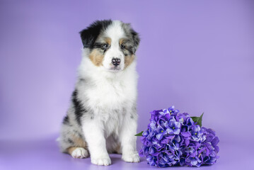Studio photo of cute blue merle australian shepherd puppy with black ear sitting near violet hydrangea flower on purple background