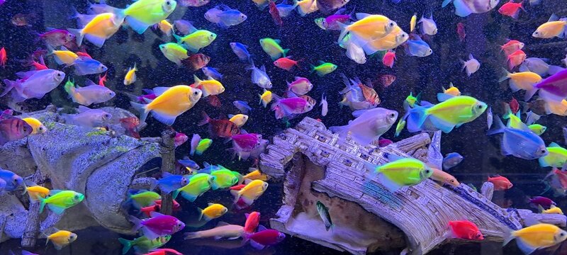 many colorful fish swimming underwater inside a dark background aquarium with a sunken ship toy