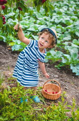 A child picks cherries in the garden. Selective focus.