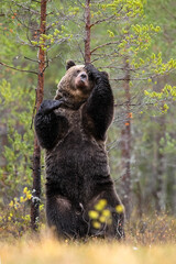 Brown bear rubbing against a tree and pissing