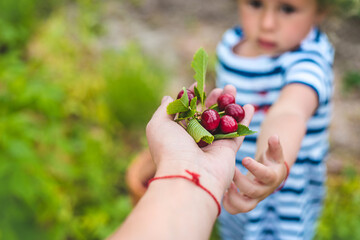 A child picks cherries in the garden. Selective focus.