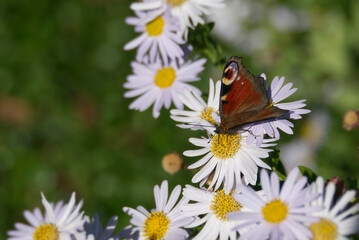 European peacock butterfly (Aglais io) sitting on a daisy in Zurich, Switzerland