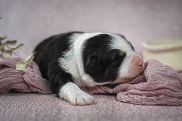 Studio photo on newborn black tricolor australian shepherd puppy dog laying on pink rose ash color background