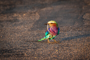 A lilac-breasted roller prepares to eat a snake that it has captures in Kruger National Park, South Africa.