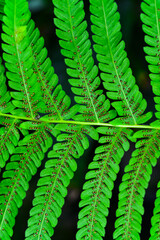 Close-up, green leaf of bracken fern, botanical garden Ukraine