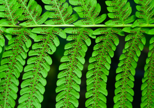 Close-up, green leaf of bracken fern, botanical garden Ukraine