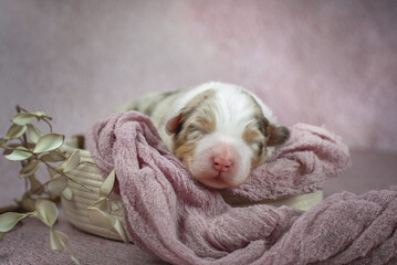 Studio close up portrait of newborn brown red merle australian shepherd puppy dog laying in basket with beige leaves branch on pink rose ash color background