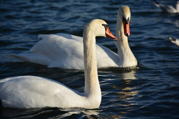 swans pair 