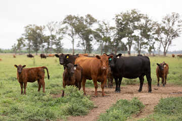 Herd of great aberdeen angus red and black