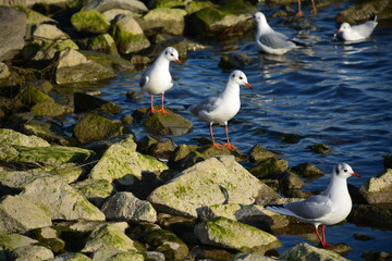 seagulls on the river