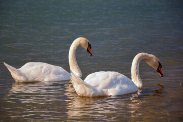 Fototapeta premium amazing swan pair 