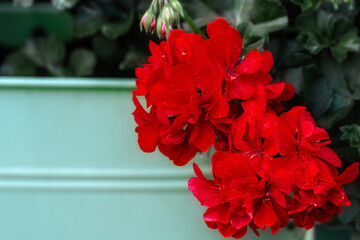 Bright red geranium flowers on a green background in a light green pot.