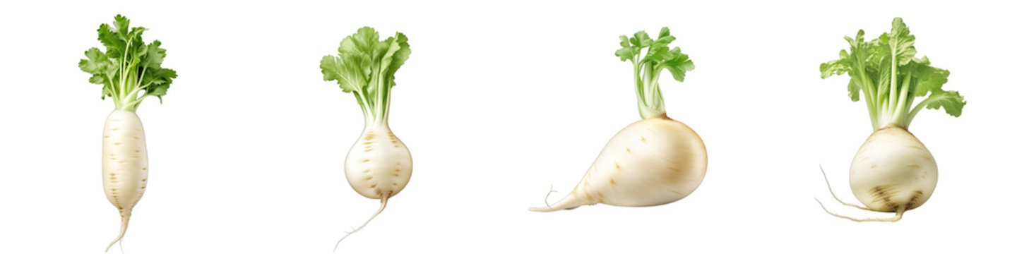 White radish Daikon Vegetable Hyperrealistic Highly Detailed Isolated On Plain White Background