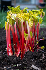 Spring forced rhubarb in the garden.