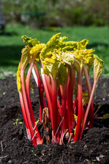 Pink rhubarb, also known as forced rhubarb, grows in dark environment. It's fresh and sweeter than...