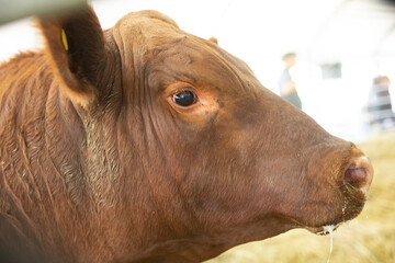 Herd of great aberdeen angus red and black
