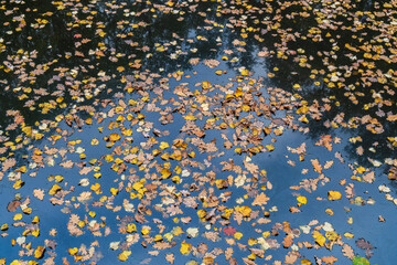 Autumn pond with yellow leaves on the surface of the water in the park in fall