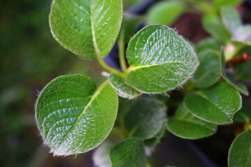 Fototapeta na wymiar Wierzba Nakamury forma jezońska Salix nakamurana var yezoalpina