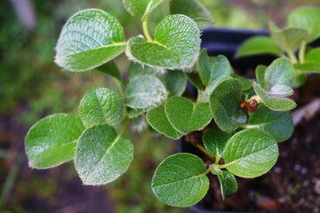 Wierzba Nakamury forma jezońska Salix nakamurana var yezoalpina
