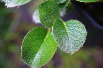 Wierzba Nakamury forma jezońska Salix nakamurana var yezoalpina © Perovskia