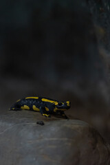 Feuersalamander im Wald, in einer Höhle bei einem Wasserfall
