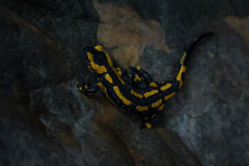 Feuersalamander im Wald, in einer Höhle bei einem Wasserfall
