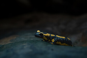 Feuersalamander im Wald, in einer Höhle bei einem Wasserfall