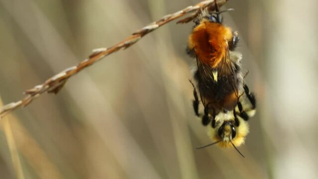 Paarung der Ackerhummel (Bombus pascuorum)