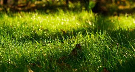 Sunlight falling on summer green grass